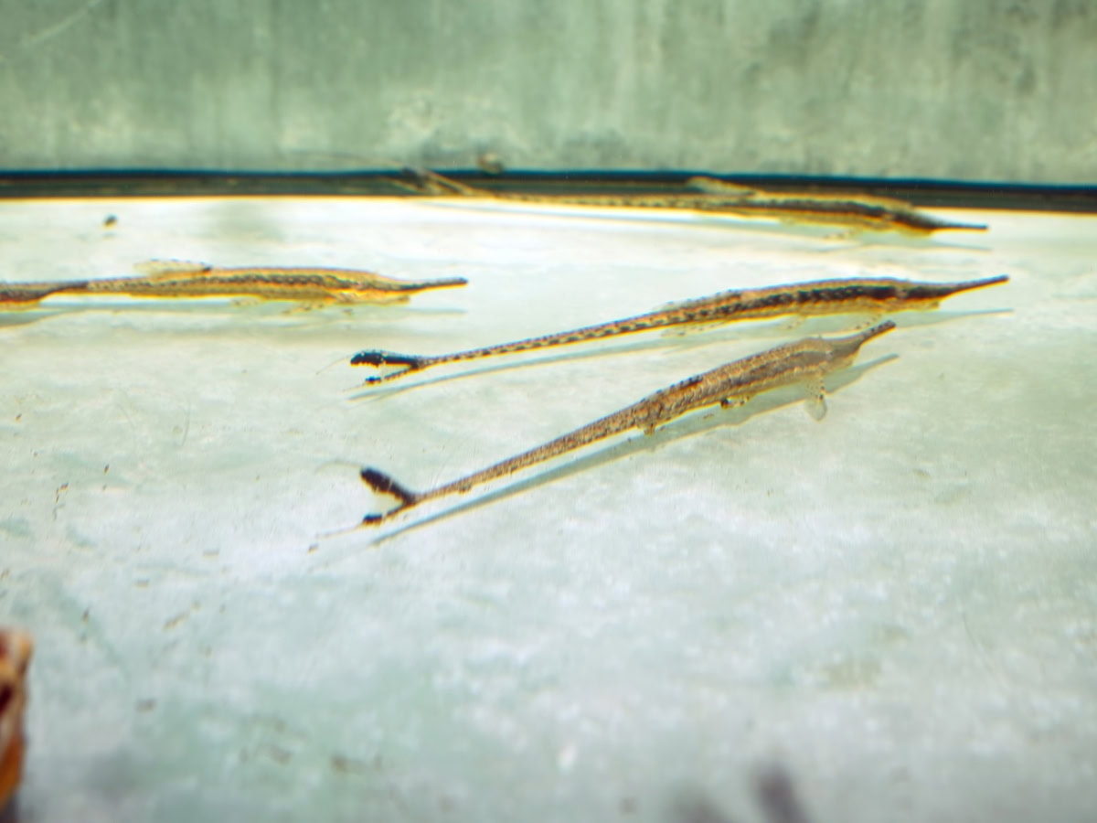 Farlowella cf. vittata - Nadelwels, WF-COL