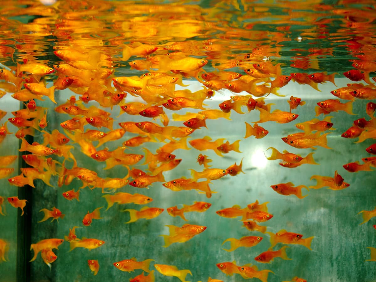 Poecilia sphenops "Orange Lyra" - Orangemolly-Lyra, NZ-VNM