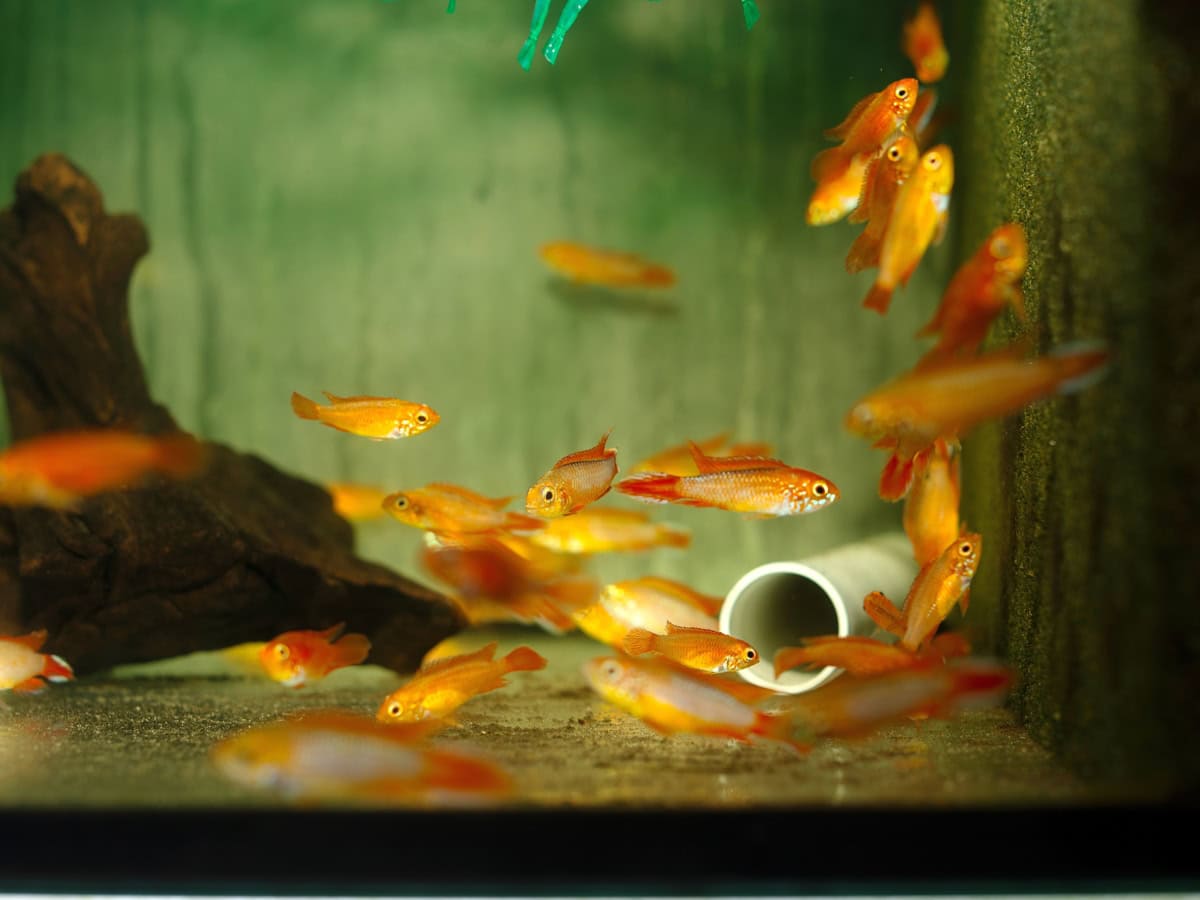 Apistogramma agassizii "Fire Red" - Agassiz´ Zwergbuntbarsch "Fire", EUNZ