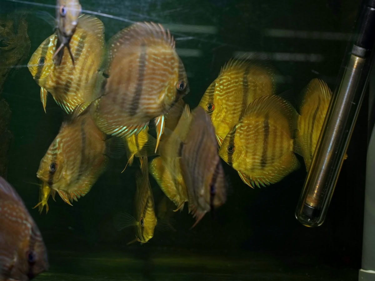 Symphysodon discus - Diskus-Heckel-Rio-Negro, WF
