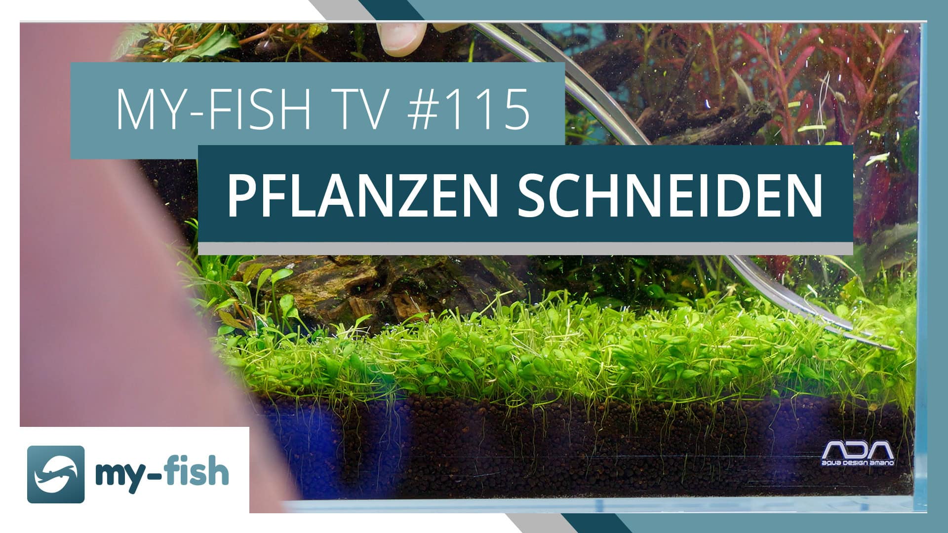 Aquarium Pflanzen schneiden – wann & warum? | my-fish TV #115