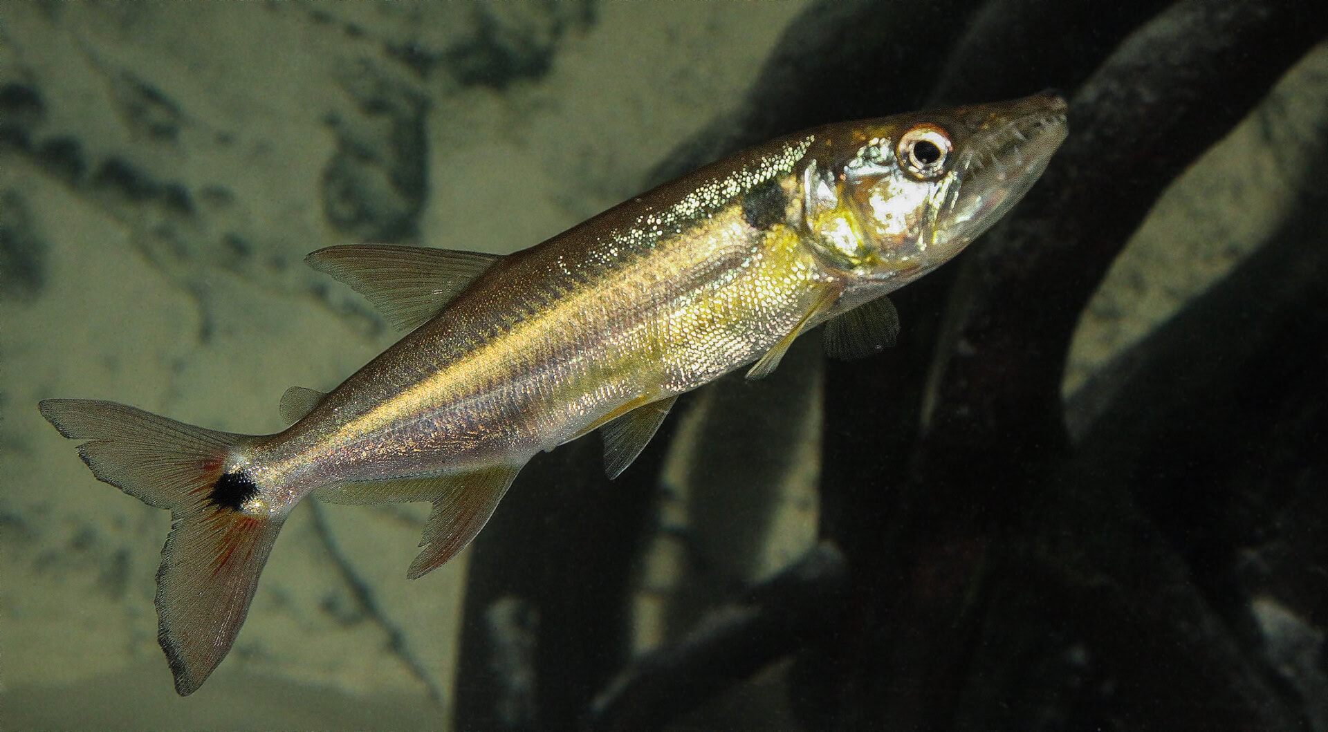 AQ2025 03 165 Revison 03 HH Namengebend für die größte Unterfamilie ist die Gattung Acestrorhynchus, hier A. falcatus. Foto: Harro Hieronimus