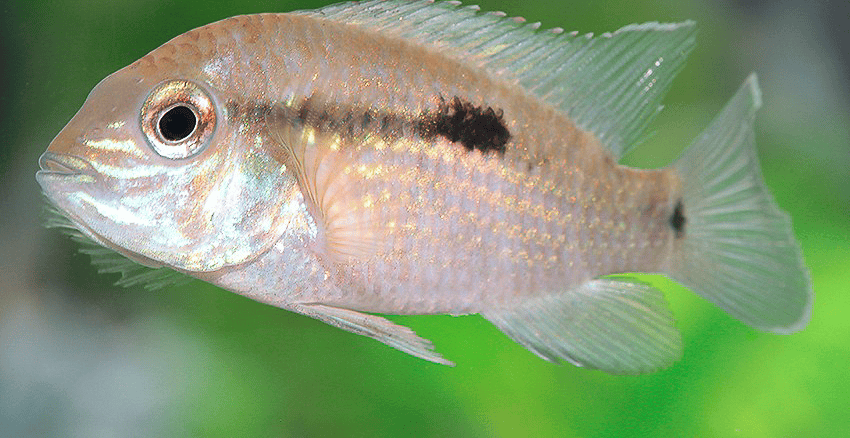 Andinoacara rivulatus „Silbersaum“