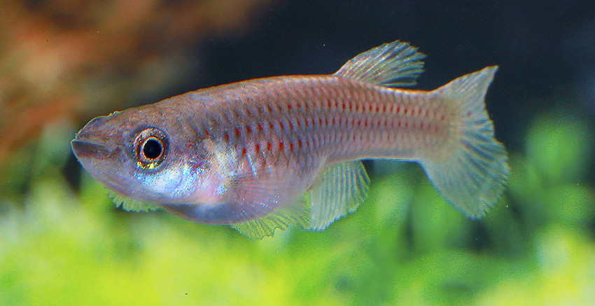 Aphyosemion striatum