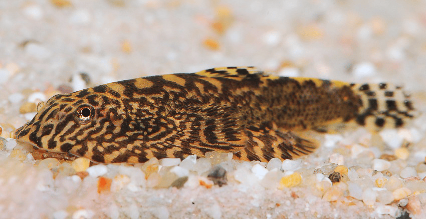 Sewellia patella