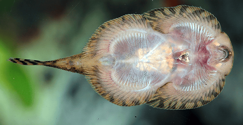Sewellia patella