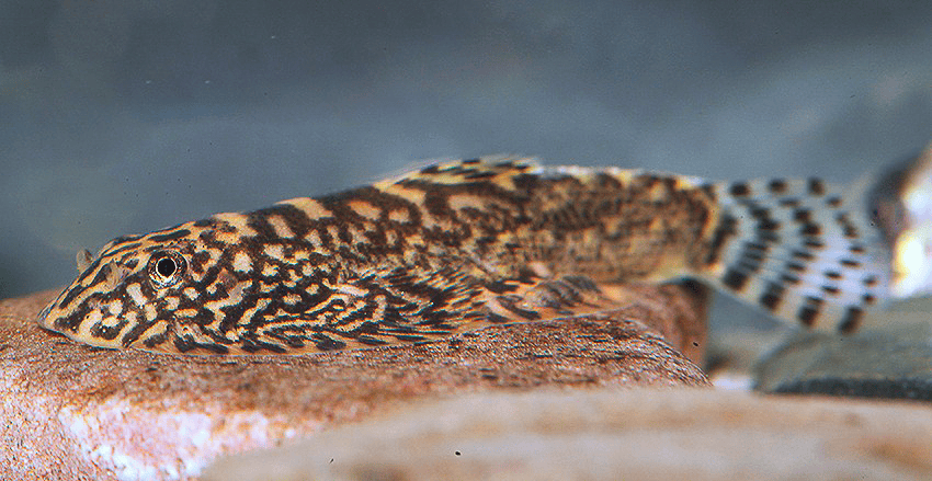 Sewellia patella