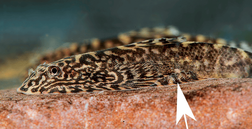 Sewellia patella