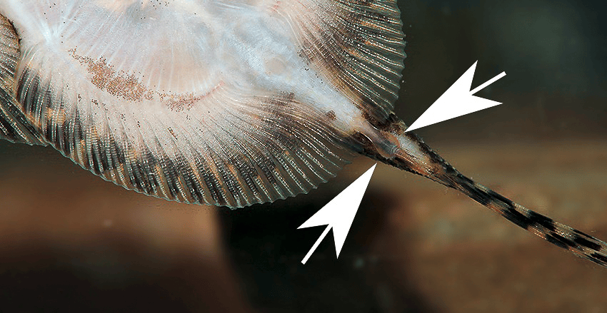 Sewellia patella