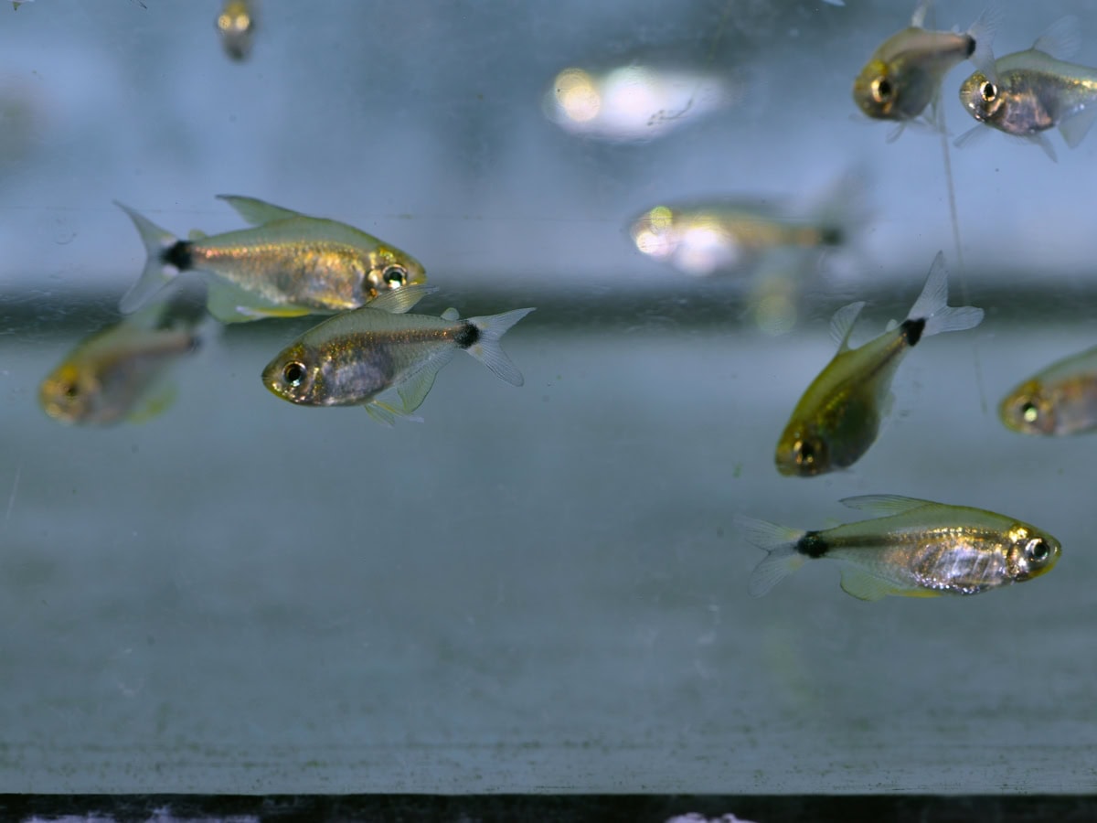 Hyphessobrycon elachys - Schilfsalmer, NZ