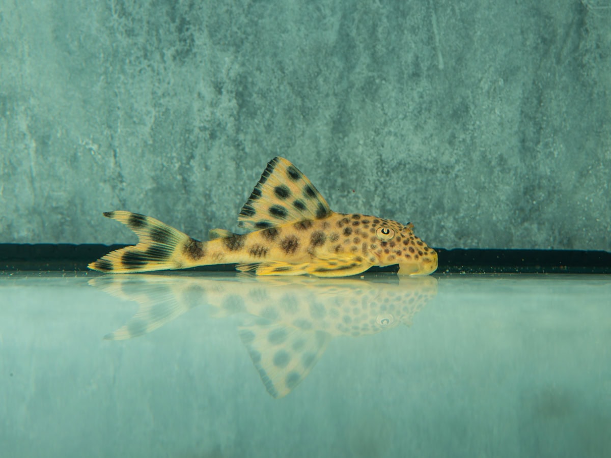 ZEL075 Ancistomus cf. sabaji - L 075 Sabajs Leopard-Pleco, WF