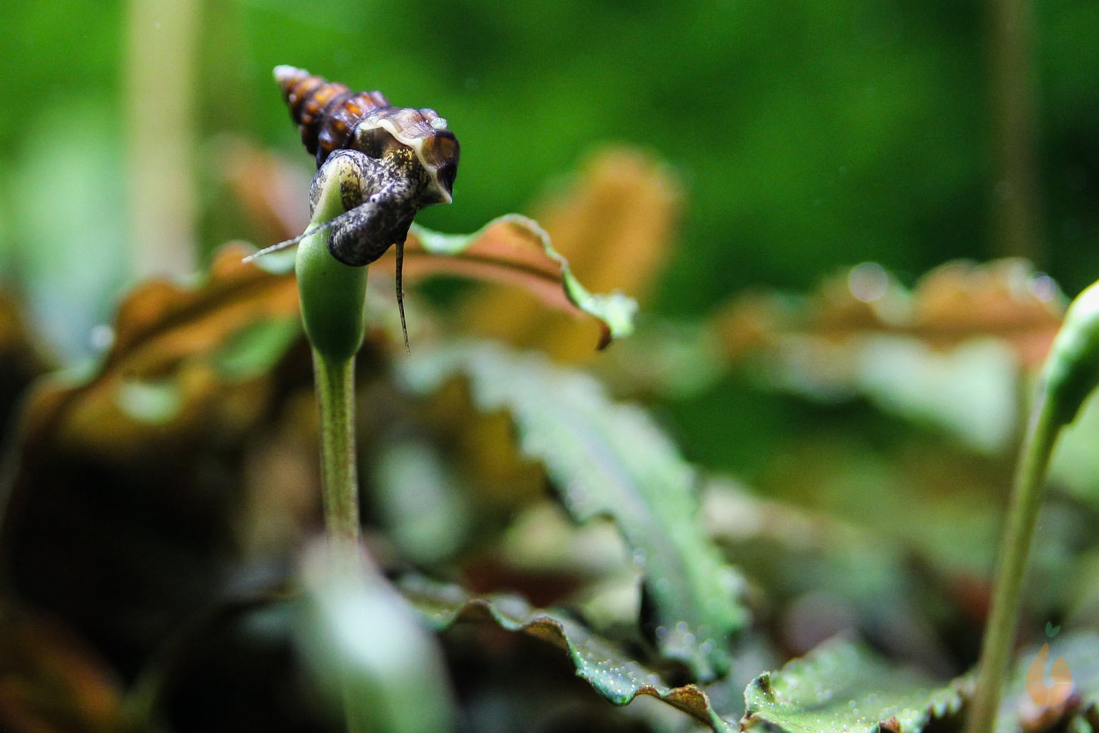 Die Jungschnecken sind schon direkt nach dem Schlupf mit nur wenigen Millimetern Gehäuselänge selbstständig und fressen Aufwuchs. Foto: Daniel Birnbaum (Aqua Birne)