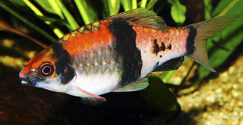 Haludaria fasciata