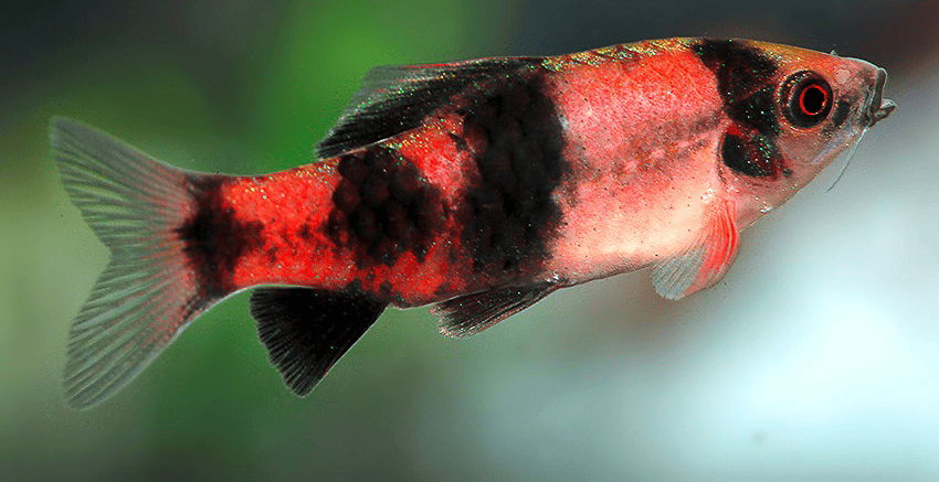 Haludaria fasciata