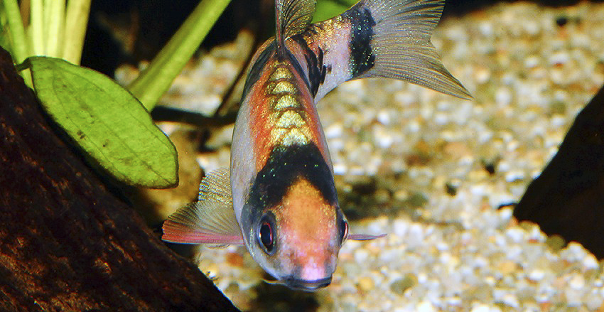Haludaria fasciata