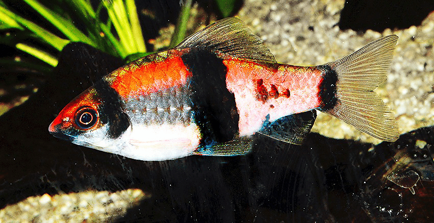 Haludaria fasciata