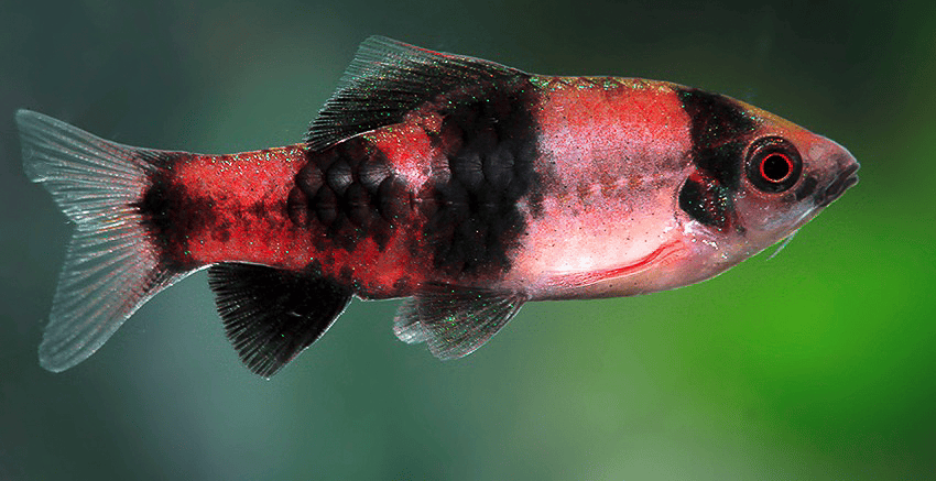 Haludaria fasciata