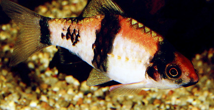 Haludaria fasciata