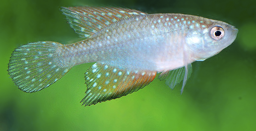 Hypsolebias faouri