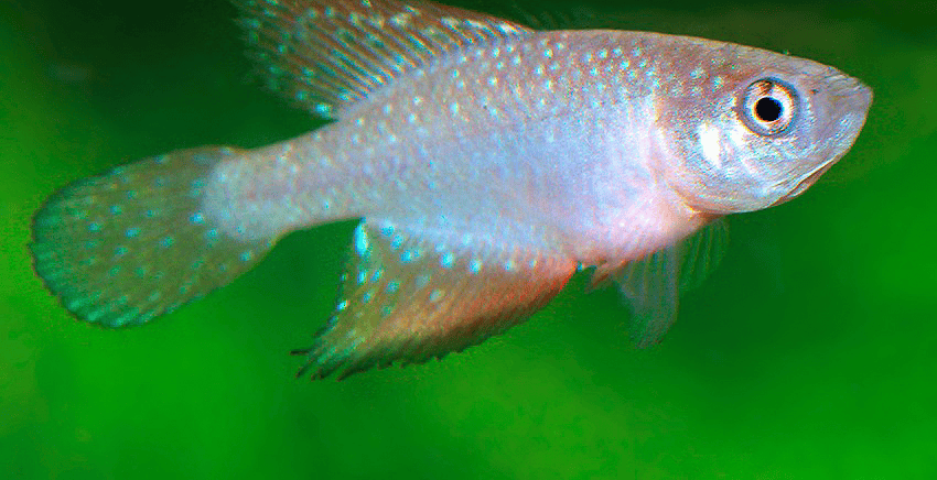 Hypsolebias faouri