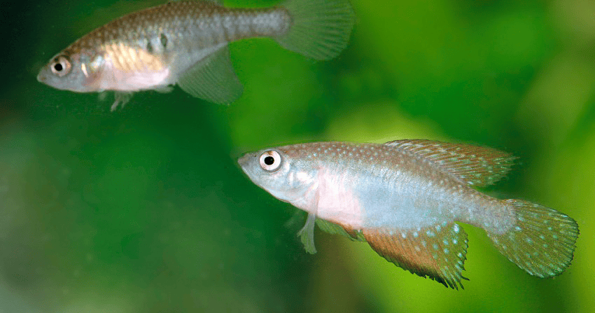 Hypsolebias faouri