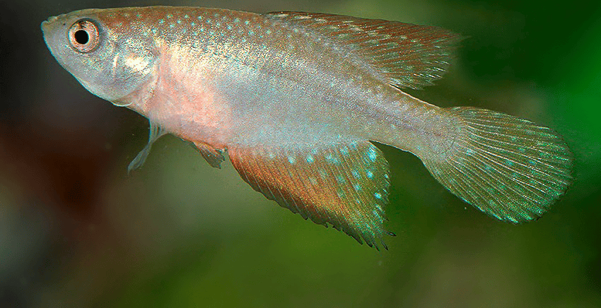 Hypsolebias faouri