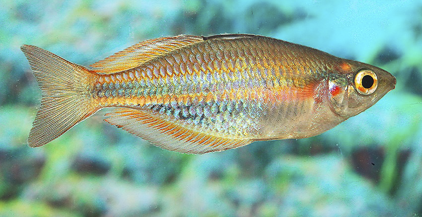 Melanotaenia picta