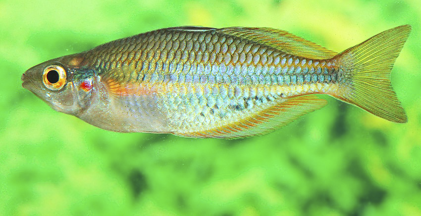 Melanotaenia picta