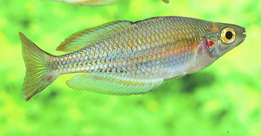 Melanotaenia picta