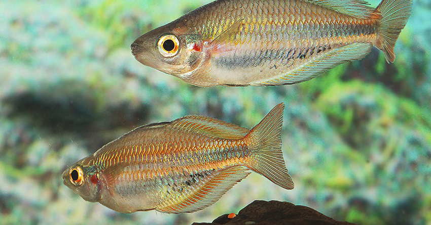 Melanotaenia picta
