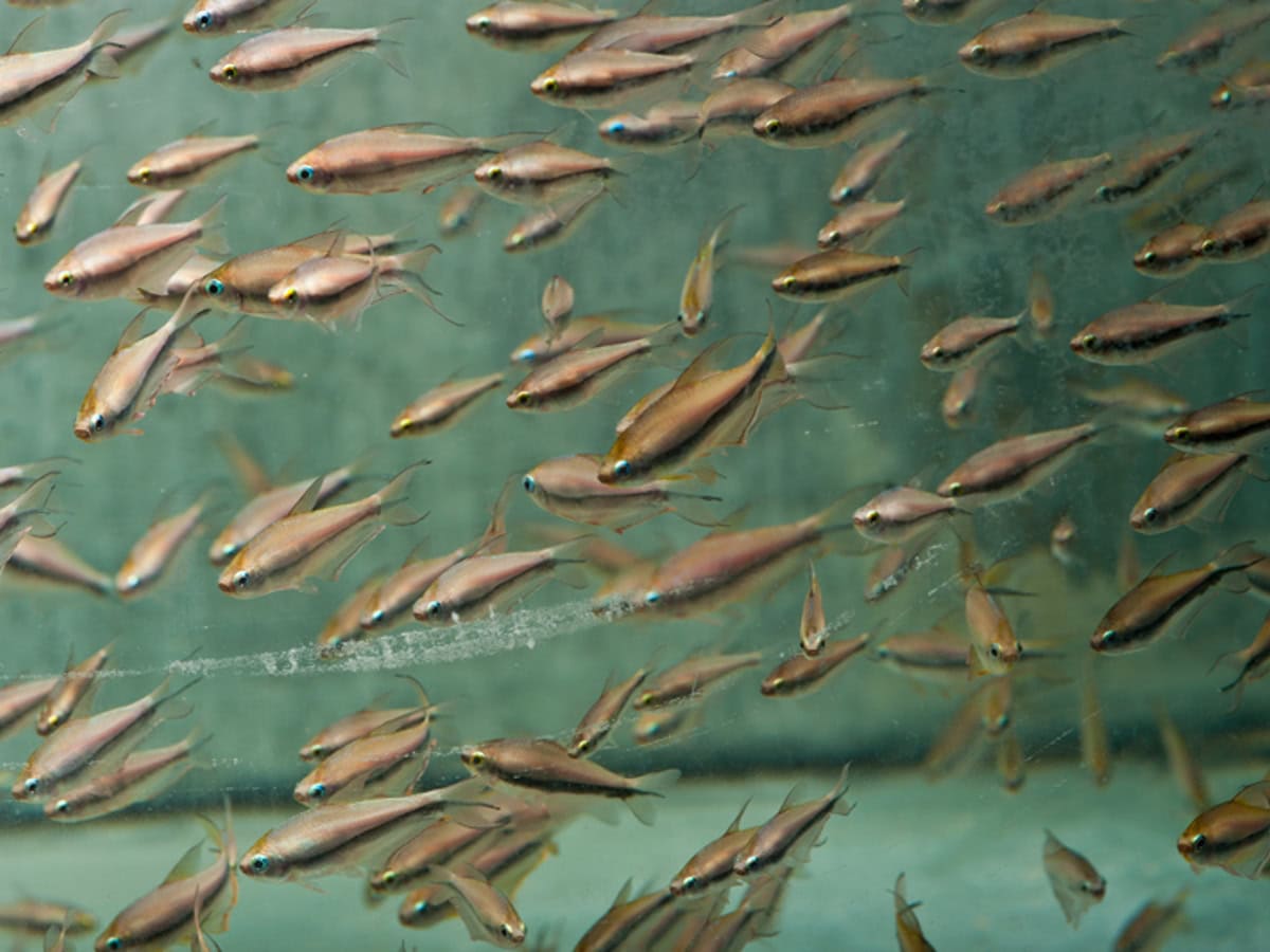 Nematobrycon palmeri - Kaisersalmler, EUNZ