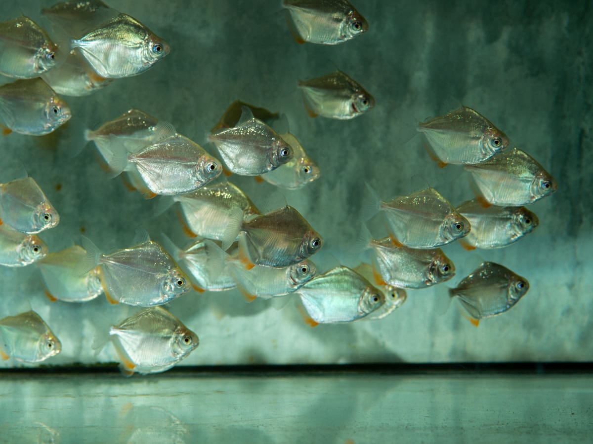 Metynnis hypsauchen - Silber-Dollar, NZ