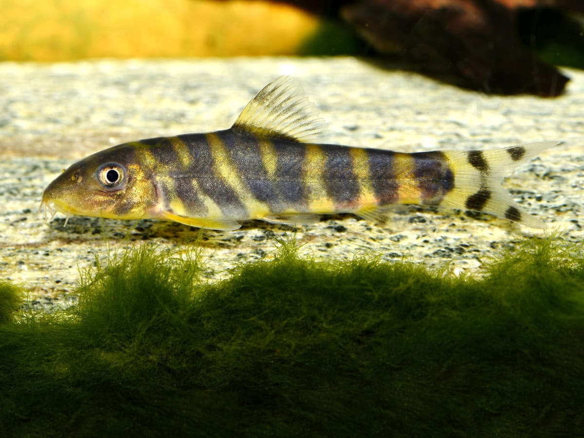 Botia dario - Bengalen-Bänderschmerle, WF-IND