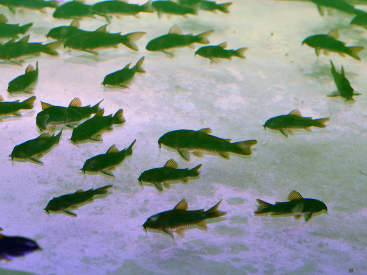 Corydoras schultzei "Black" - Schwarzer Metallpanzerwels, EUNZ
