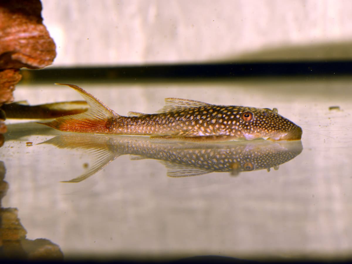 Lasiancistrus heteracanthus - Rotschwanz-Harnischwels, WF-PER
