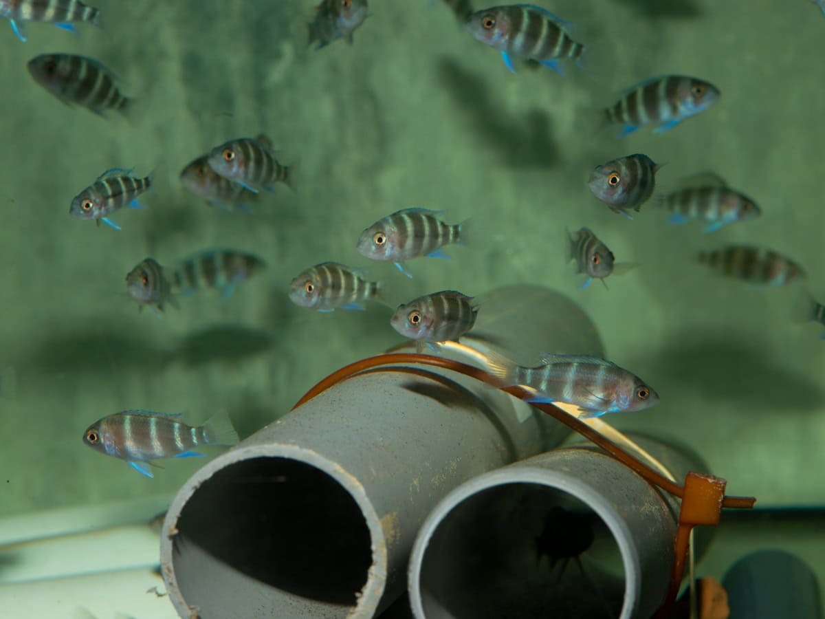 Cyphotilapia frontosa - Tanganjica-Beulenkopf, NZ
