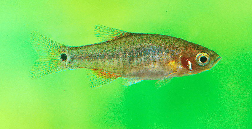 Celestichthys erythromicron2 Celestichthys erythromicron