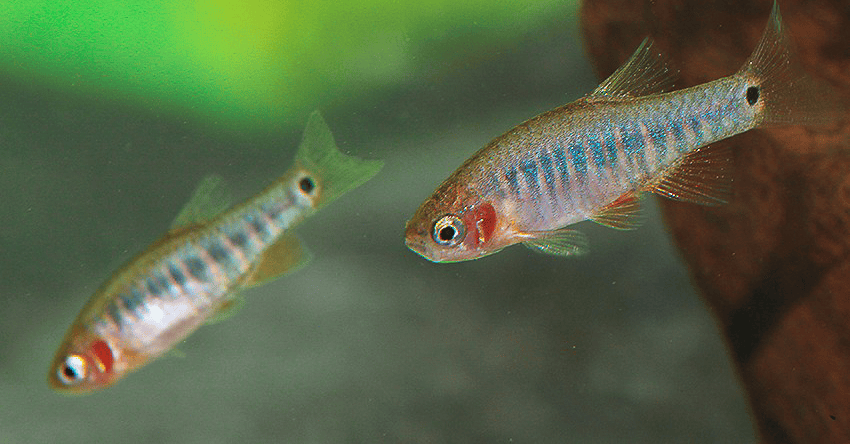 Celestichthys erythromicron3 Celestichthys erythromicron