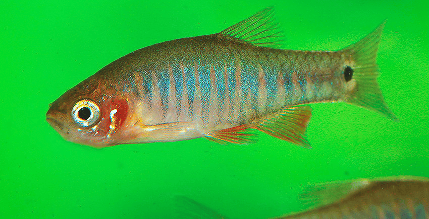 Celestichthys erythromicron4 Celestichthys erythromicron