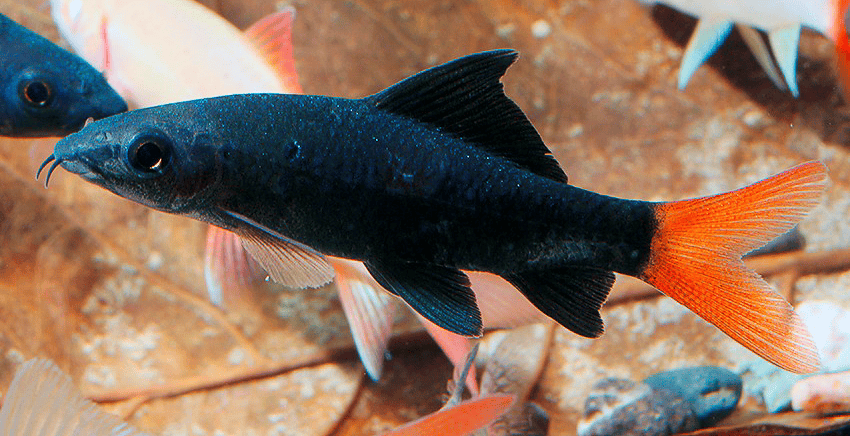 Epalzeorhynchos bicolor