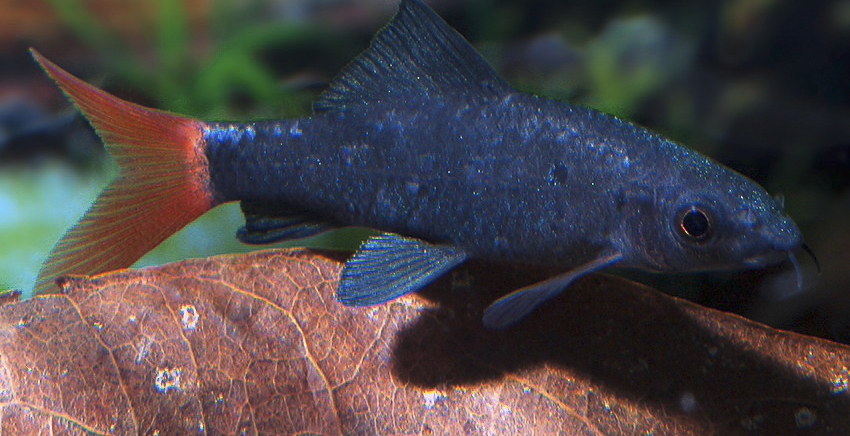 Epalzeorhynchos bicolor