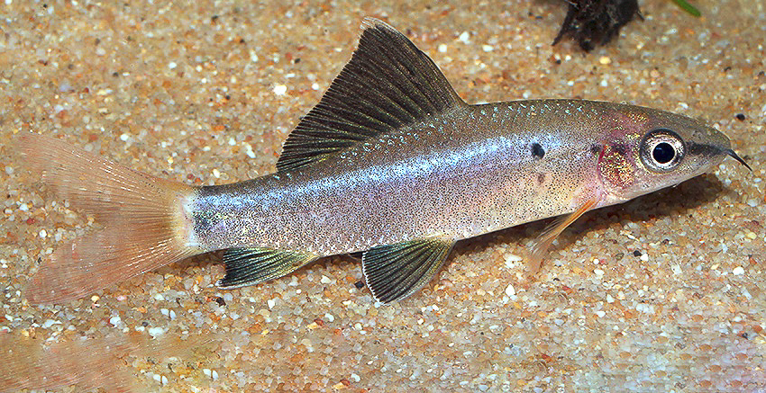 Epalzeorhynchos bicolor