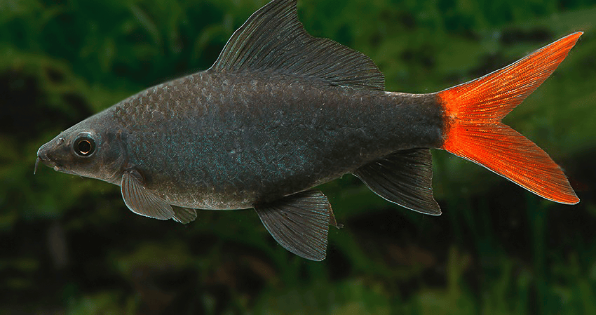 Epalzeorhynchos bicolor