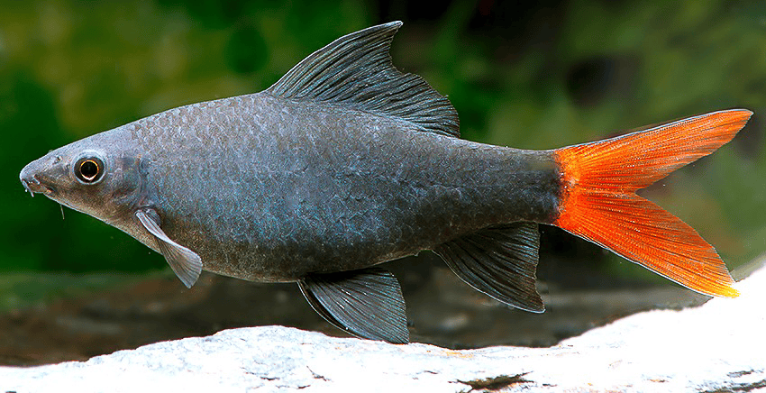 Epalzeorhynchos bicolor