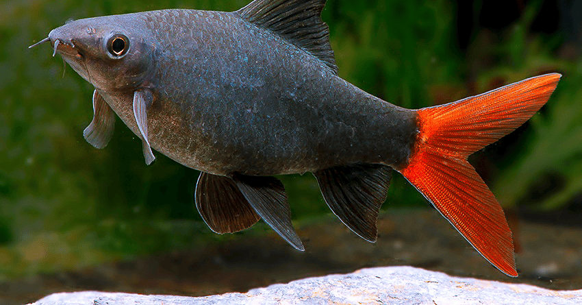 Epalzeorhynchos bicolor