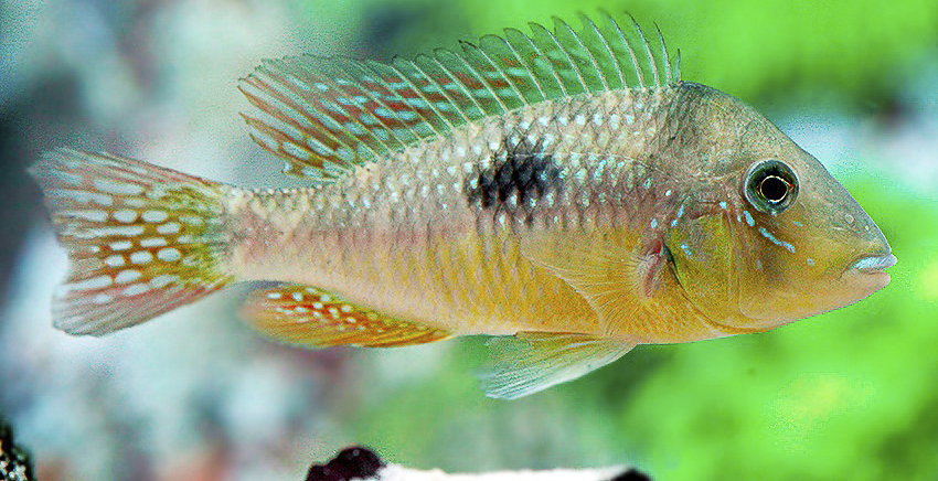 Gymnogeophagus constellatus 2 Gymnogeophagus constellatus
