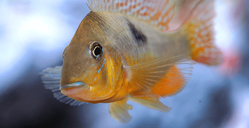 Gymnogeophagus constellatus 3 Gymnogeophagus constellatus
