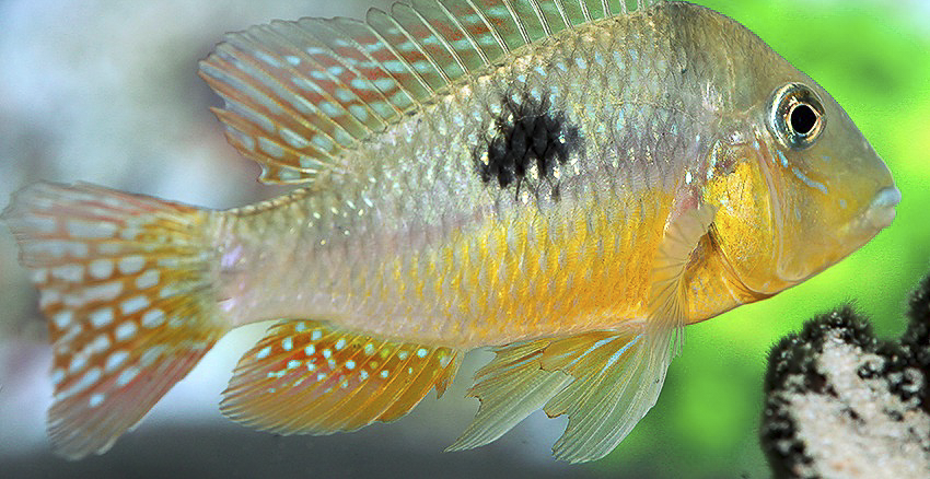 Gymnogeophagus constellatus 4 Gymnogeophagus constellatus