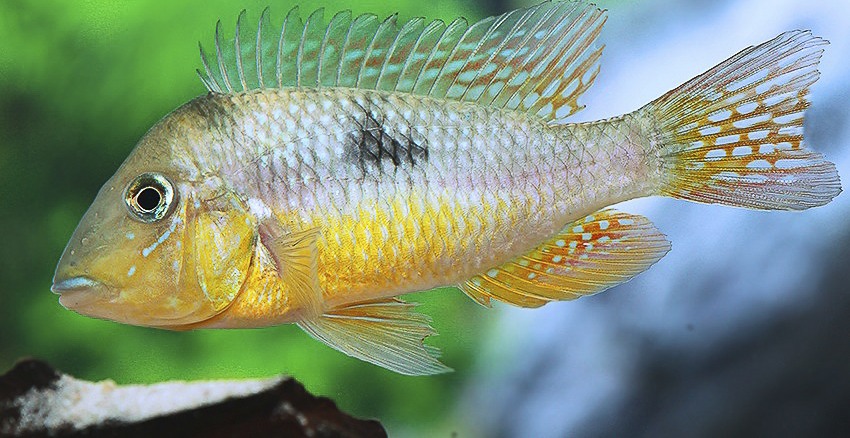 Gymnogeophagus constellatus 6 Gymnogeophagus constellatus