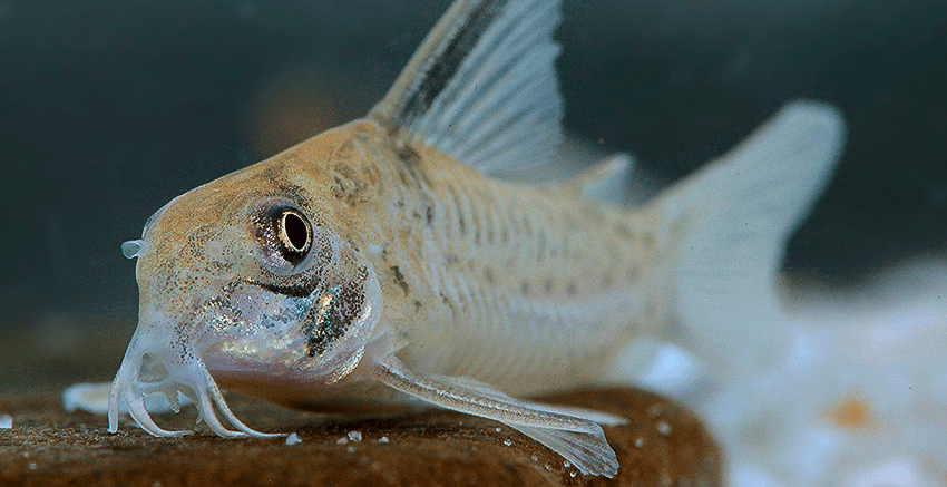 Hoplisoma sp. CW218